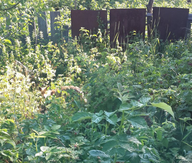 Фотография № 185851