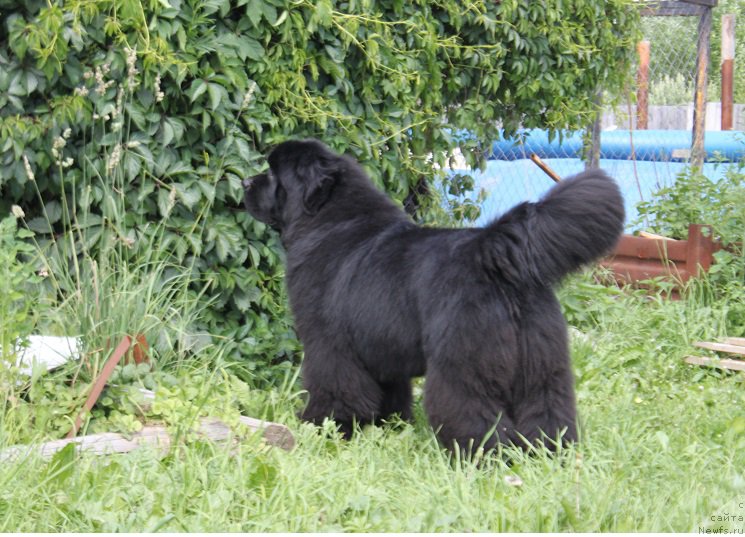 Фотография № 185855