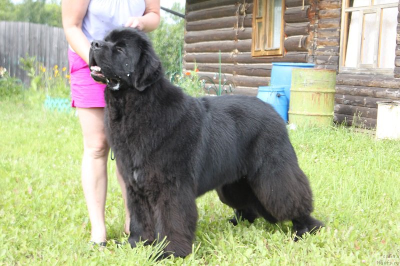 Фото: ньюфаундленд Мэлман Шерстистый Мамонт