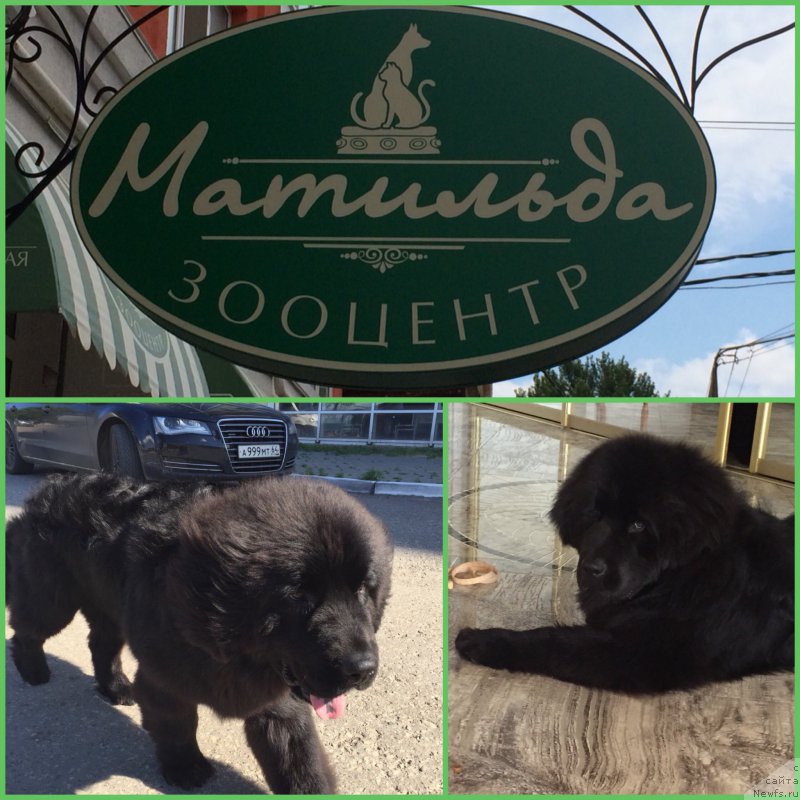 Фото: ньюфаундленд Нью-Пом-Шир Бонд Джеймс