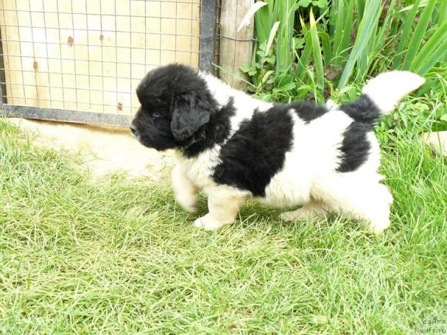 Фото: ньюфаундленд Пчёлкин Дом Белый Орёл (Pchiolkin Dom Bely Oriol)