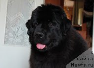 Фото: ньюфаундленд Старди Коллекшн Голден Дрим