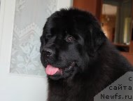 Фото: ньюфаундленд Старди Коллекшн Голден Дрим