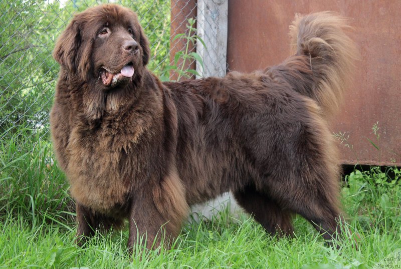 Фото: ньюфаундленд Сверкающая Гора Машаме (Sverkayuzhaya Gora Mashame)