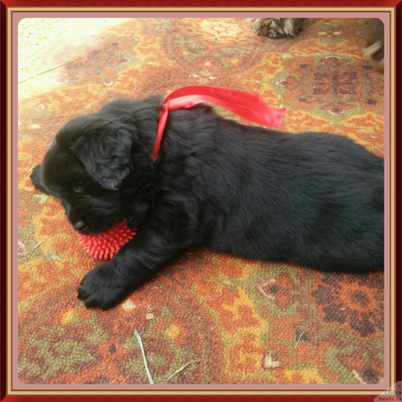 Фото: [p326]Амелия из Академии шоколада