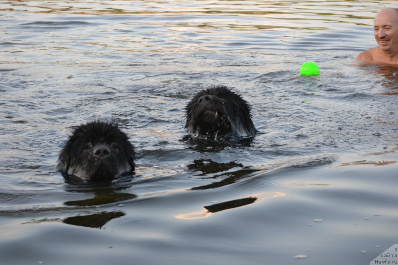 Фото: ньюфаундленд Назар Вятский Медведь (Nazar Vyatskiy Medved), ньюфаундленд Многоликая Богиня Манифик (Mnogolikaya Boginya Manifik), Алексей Вотчал