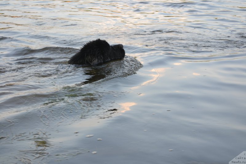 Фото: ньюфаундленд Назар Вятский Медведь (Nazar Vyatskiy Medved)