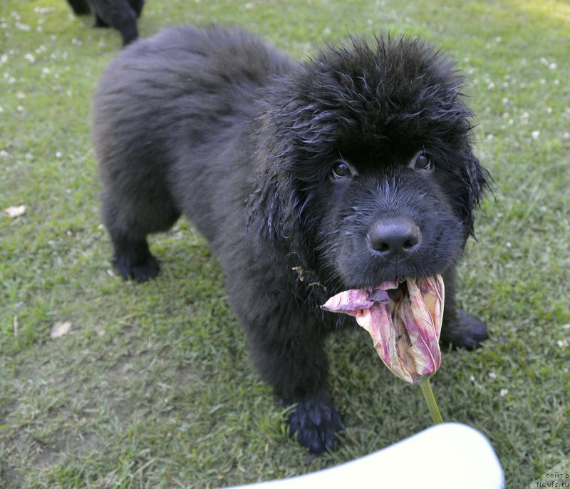 Фотография № 185913