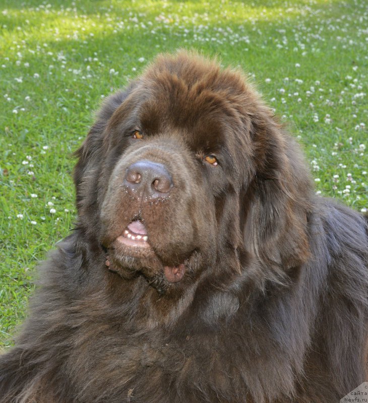 Фото: ньюфаундленд I Follow The Sun de L'Etoile de Cyrice