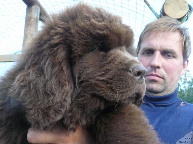 Фото: ньюфаундленд Пчёлкин Дом Аква Пряник, Алексей Заваруев