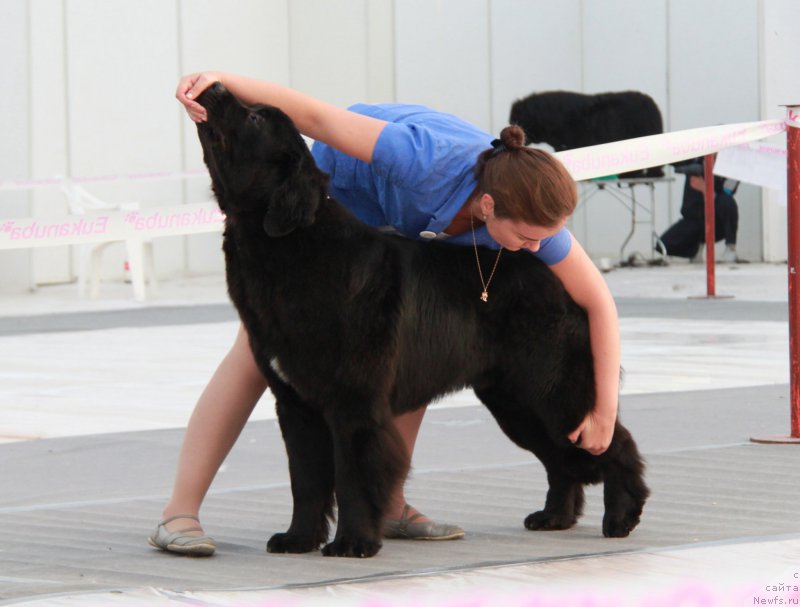 Фото: ньюфаундленд Аквиан Сонг Океаник Винд