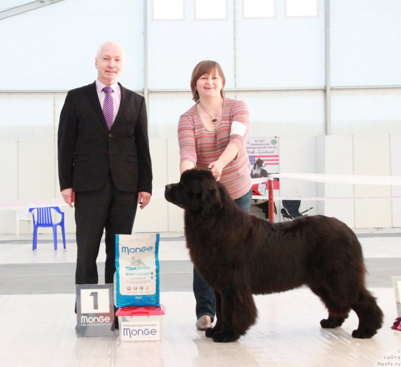 Фото: ньюфаундленд Акватория Келвин Юник Малина Стайл (Aquatoriya Kelvin Yunique Malina Style)