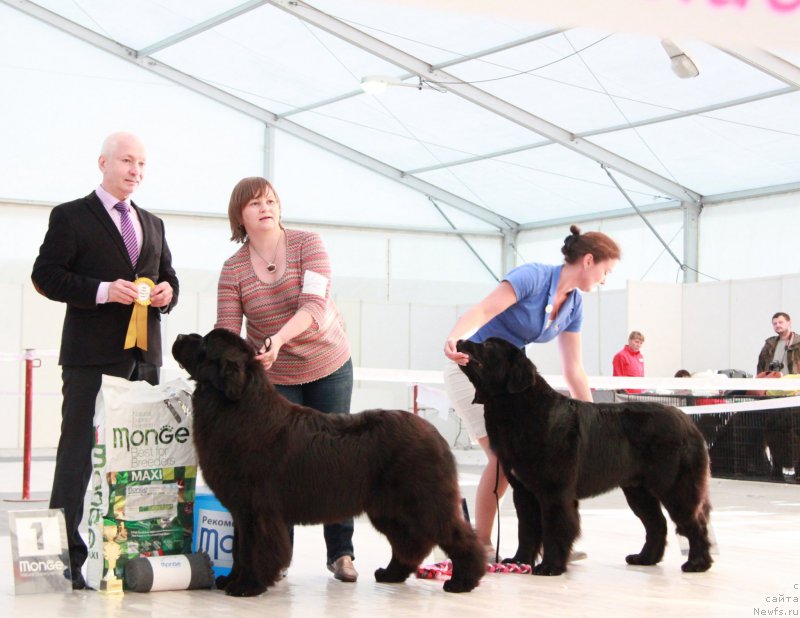 Фото: ньюфаундленд Акватория Келвин Юник Малина Стайл (Aquatoriya Kelvin Yunique Malina Style), ньюфаундленд Аквиан Сонг Океаник Винд