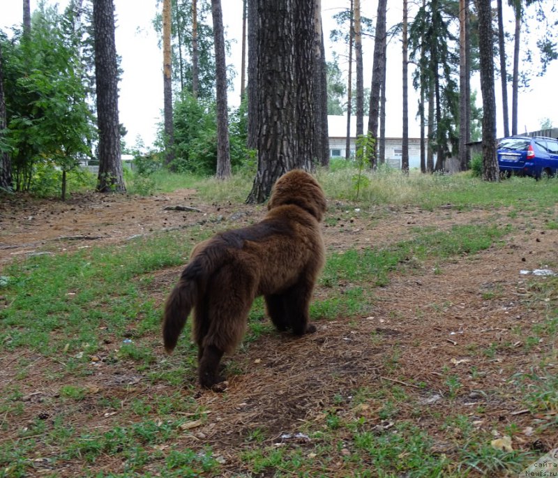 Фото: ньюфаундленд Ньюфорт Вивиан