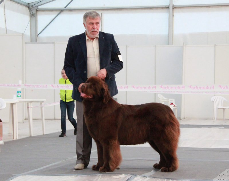 Фото: ньюфаундленд Акватория Келвин Хармони Ред Лэйбл (Aquatoriya Kelvin Harmony Red Lable)