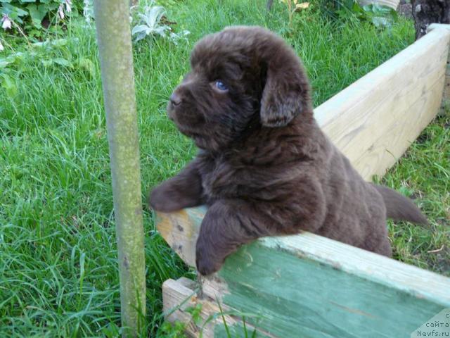 Фото: ньюфаундленд Пчёлкин Дом Аква Пряник
