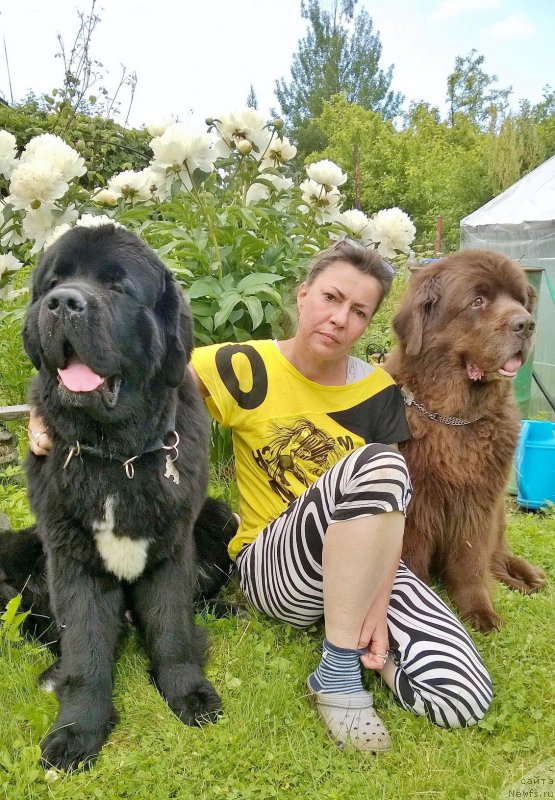 Фото: ньюфаундленд Бегущая по Волнам Чарт Топпер (Beguschaya po Volnam Сhart Topper), ньюфаундленд Ais Cream Ambassador