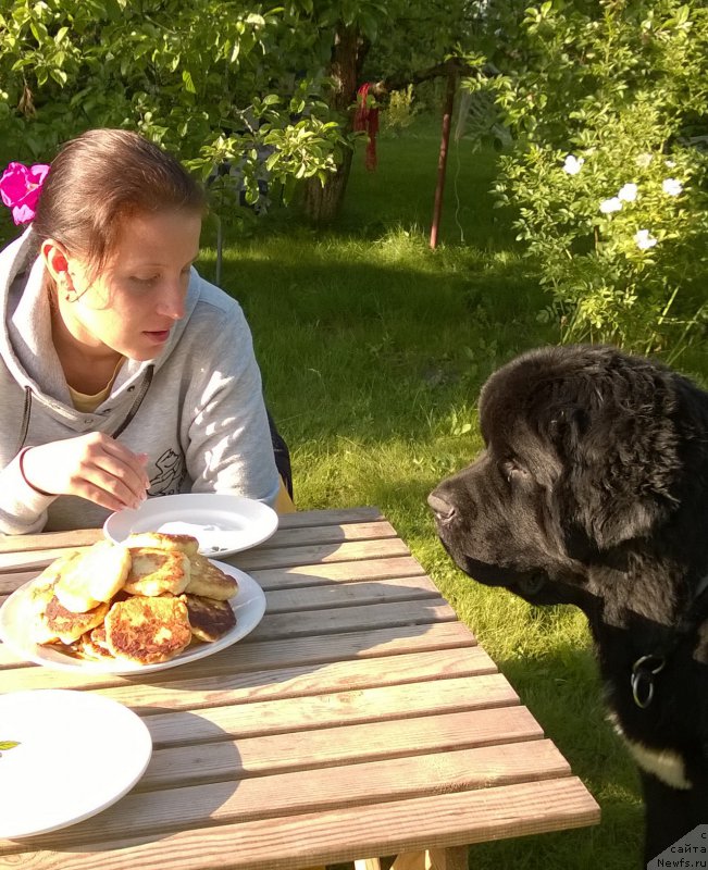 Фото: ньюфаундленд Бегущая по Волнам Чарт Топпер (Beguschaya po Volnam Сhart Topper)