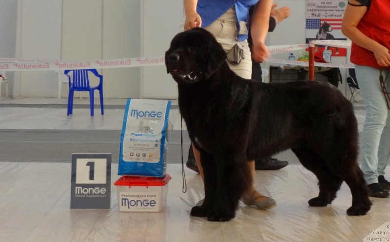 Фото: ньюфаундленд Аквиан Сонг Океаник Винд