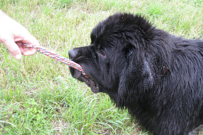 Фото: ньюфаундленд Черная Мафия Шорт анд Свеет (Chernaya Mafia Short and Sweet)