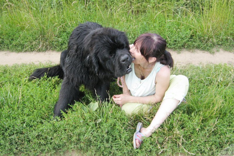 Фото: ньюфаундленд Черная Мафия Шорт анд Свеет (Chernaya Mafia Short and Sweet)