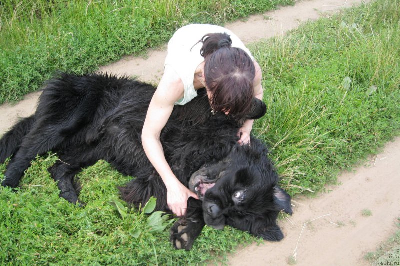 Фото: ньюфаундленд Черная Мафия Шорт анд Свеет (Chernaya Mafia Short and Sweet)