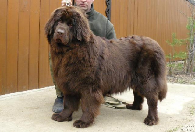 Фото: ньюфаундленд Пчёлкин Дом Андромеда