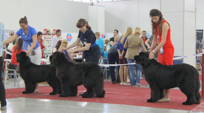 Фото: ньюфаундленд Аквиан Сонг Лаватера (Akvian Song Lavatera), ньюфаундленд Skippers Аphrodite for Grand Pacific, ньюфаундленд Акватория Келвин Щедрость Фортуны (Aquatoriya Kelvin Schedrost Fortuny)