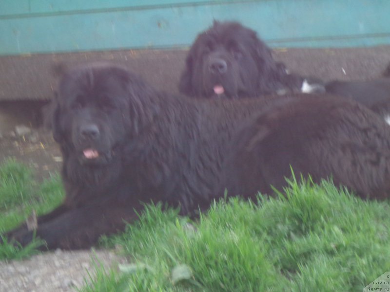 Фото: ньюфаундленд Супер Премиум Литониэль Валланинор (Super Premium Litoniel Vallaninor), ньюфаундленд Викториус Смайл