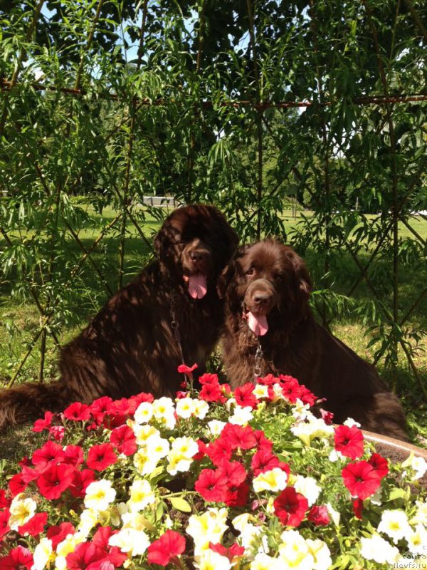 Фото: ньюфаундленд Фанньюф Аурика Абиссиния, ньюфаундленд Акватория Келвин Хизер Хани (Aquatoriya Kelvin Heather Honey)