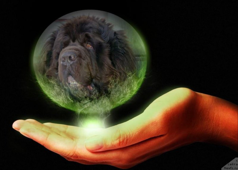 Фото: ньюфаундленд Newf Mermaid Denver