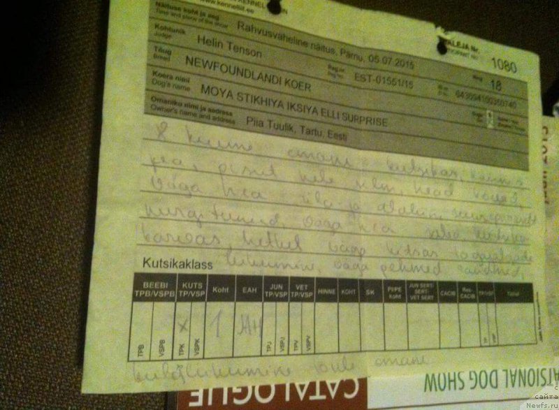 Фото: ньюфаундленд Моя Стихия Иксия Элли Сюрпрайз (Moya Stikhiya Iksiya Elli Surprise)