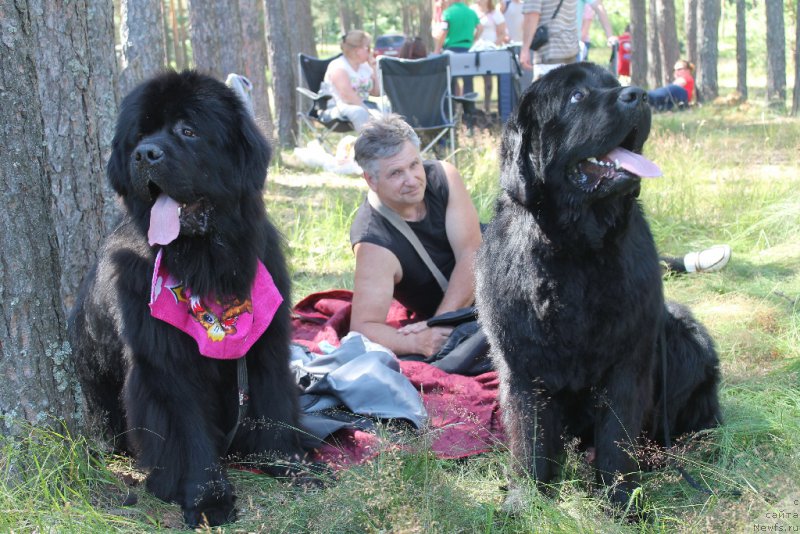 Фото: ньюфаундленд Фест-Райт Чемп (First-Right Champ), ньюфаундленд Валмонд Победитель (Valmond Pobeditel)