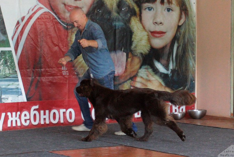 Фото: Алексей Вотчал, ньюфаундленд Наоми Таголири фор Браунблад (Naomi Tagoliri for Brouwnblood)