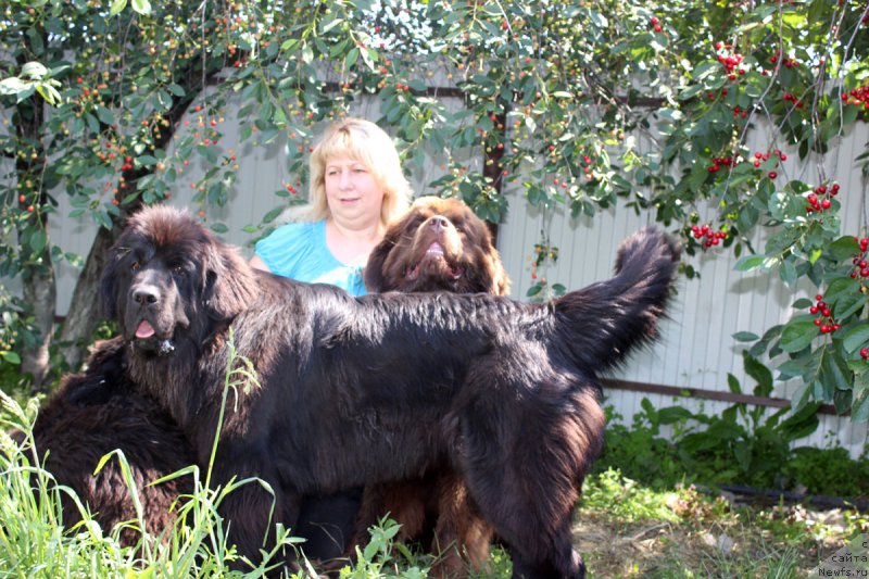 Фото: Елена Кузина, ньюфаундленд Мерседес Вялiкi Мядзведзь (Mercedes Vialiki Miadzvedz), ньюфаундленд Браунблад МСК Хаиес Хаго (Brownblood MSK Hayes Hago)