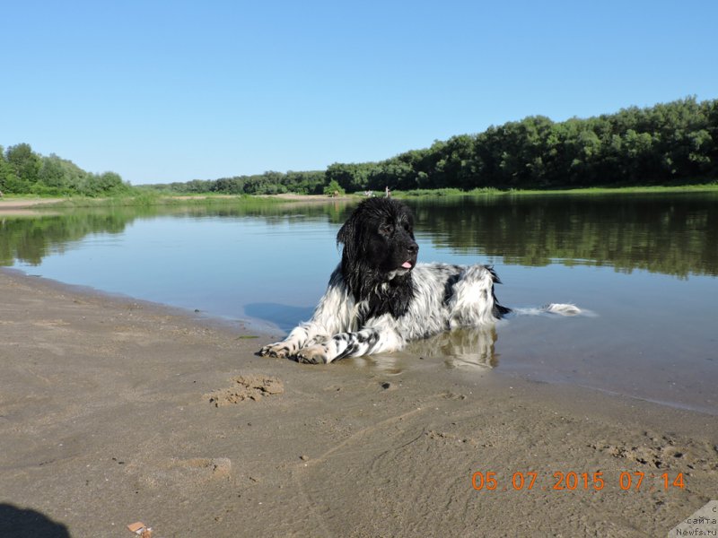 Фото: ньюфаундленд Сказочная Кроха Шампань