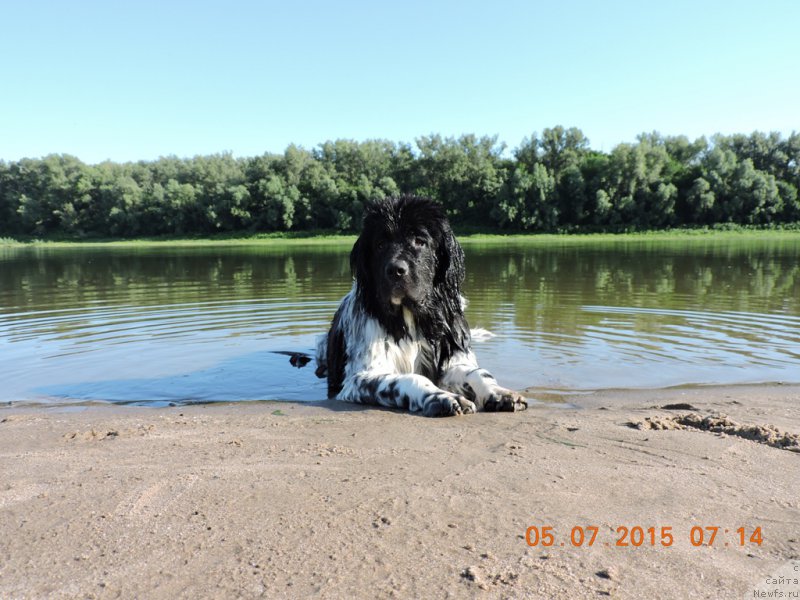 Фото: ньюфаундленд Сказочная Кроха Шампань