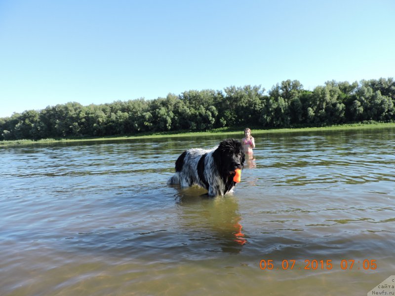 Фото: ньюфаундленд Сказочная Кроха Шампань