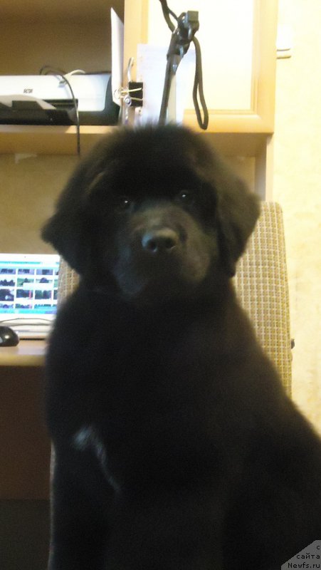 Фото: ньюфаундленд Ньюфорт Ее Величество Виктория