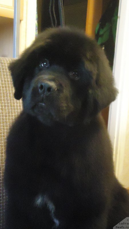 Фото: ньюфаундленд Ньюфорт Ее Величество Виктория