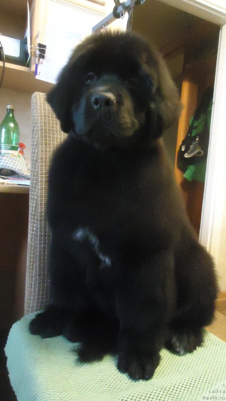 Фото: ньюфаундленд Ньюфорт Ее Величество Виктория