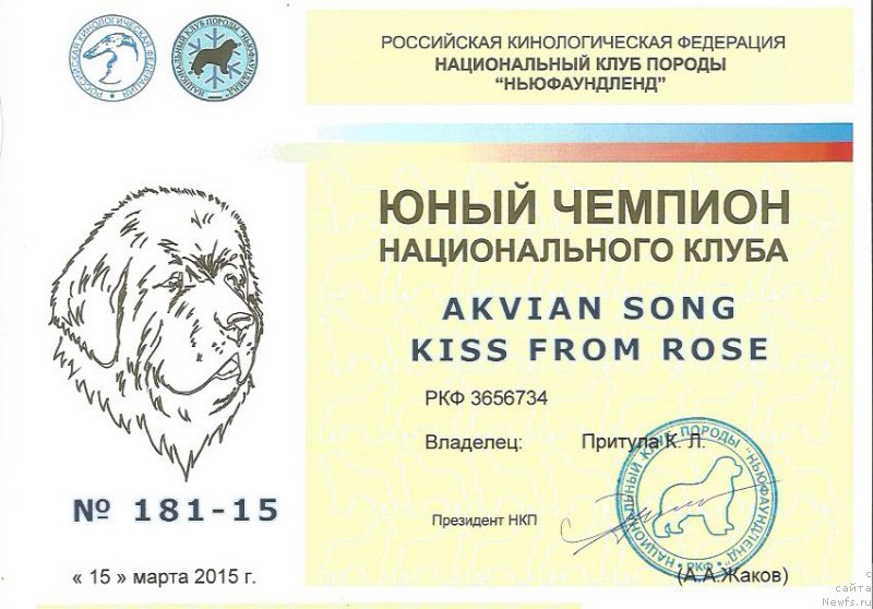 Фото: ньюфаундленд Аквиан Сонг Кисс Фром Роуз (Akvian Song Kiss from Rouz)