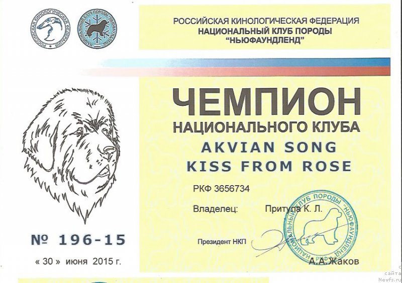 Фото: ньюфаундленд Аквиан Сонг Кисс Фром Роуз (Akvian Song Kiss from Rouz)