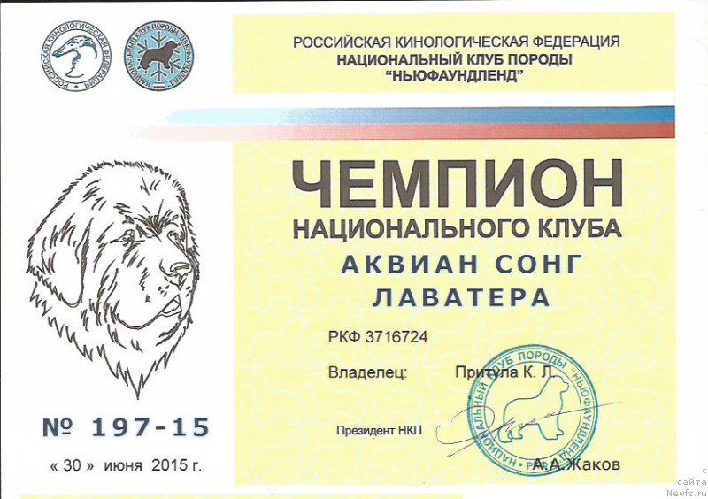 Фото: ньюфаундленд Аквиан Сонг Лаватера (Akvian Song Lavatera)