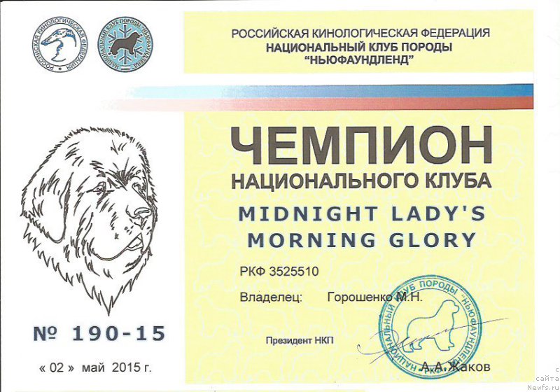 Фото: ньюфаундленд Midnight Lady's Morning Glory