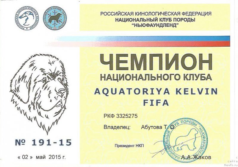 Фото: ньюфаундленд Акватория Келвин Фифа (Aquatoriya Kelvin Fifa)