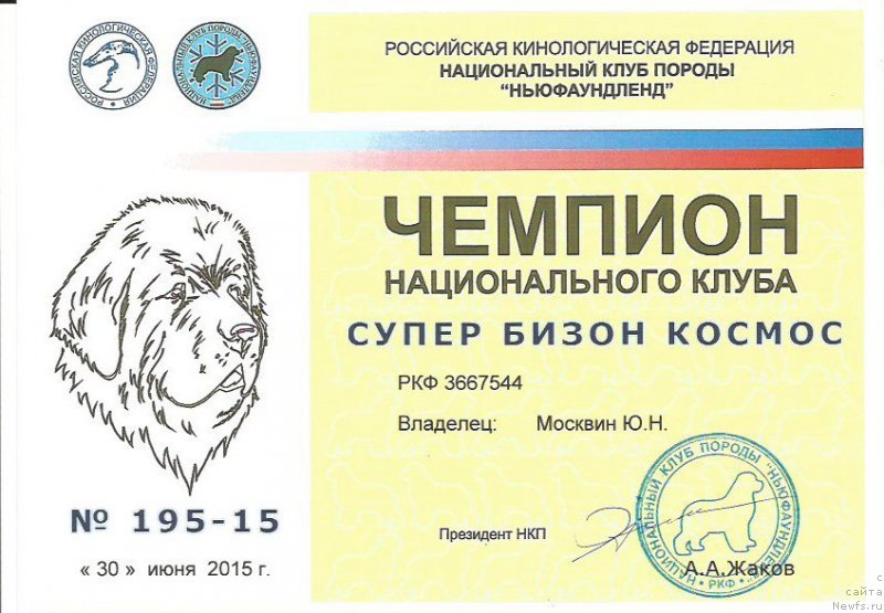 Фото: ньюфаундленд Супер Бизон Космос (Super Bizon Cosmos)