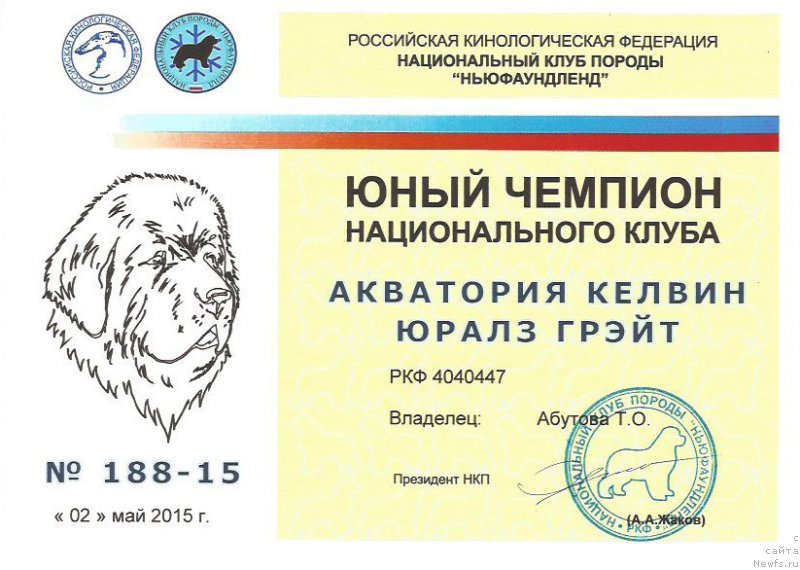 Фото: ньюфаундленд Акватория Келвин Юралз Грэйт (Aquatoriya Kelvin Yurals Great)