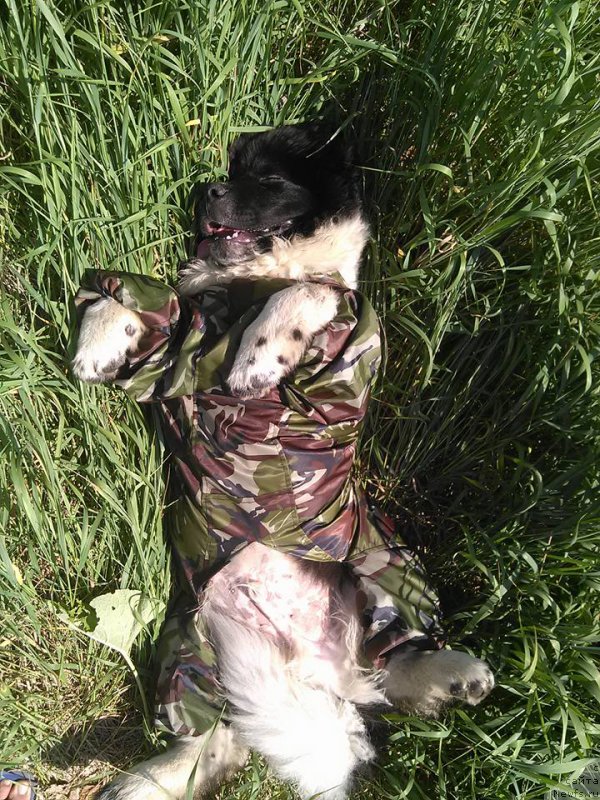 Фото: Гордон Инг'л Перикльз фром Рашн Беар