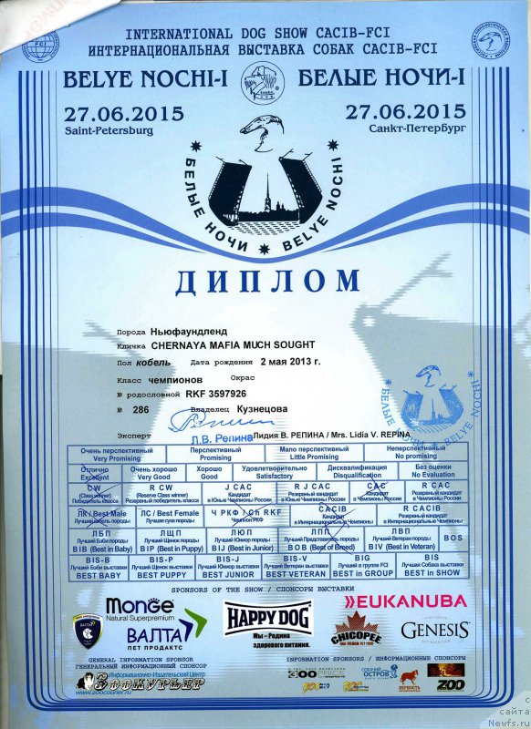 Фото: ньюфаундленд Черная Мафия Муч Соугхт (Chernaya Mafia Much Sought)